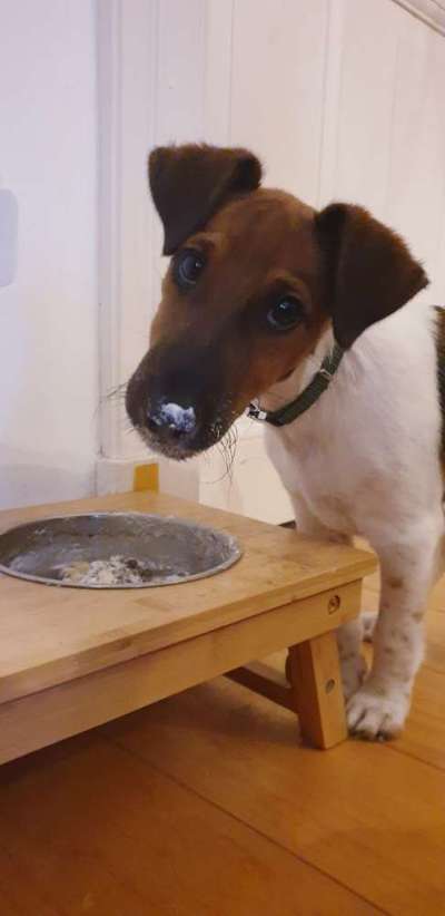 Foxterrier Gang-Beitrag-Bild