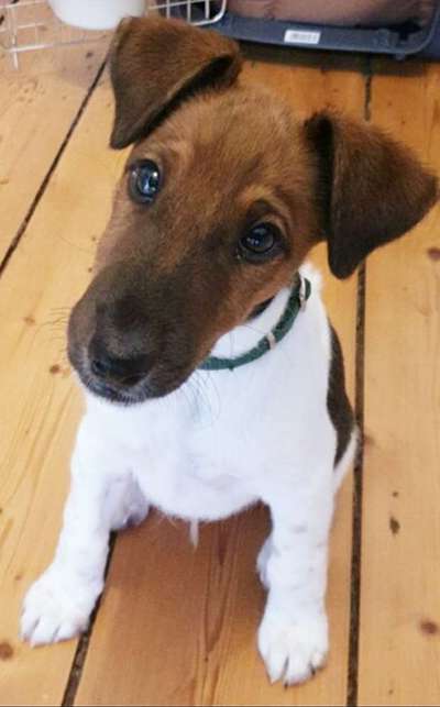 Seltene Rassen!-Beitrag-Bild