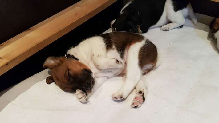 Welpe mit Vorbiss-Beitrag-Bild