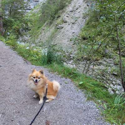 Hundetreffen-Spazieren, Spielen, Training-Bild