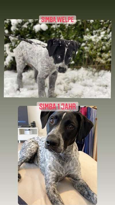 Welpenfotos-Beitrag-Bild