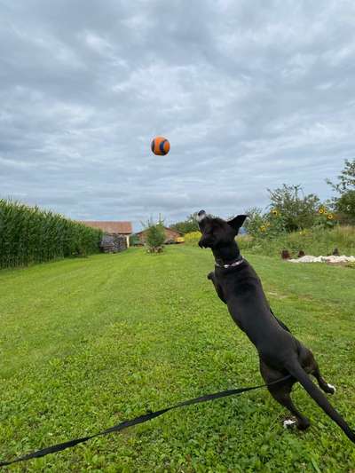 Die Dogorama Wochen Challenge-Beitrag-Bild