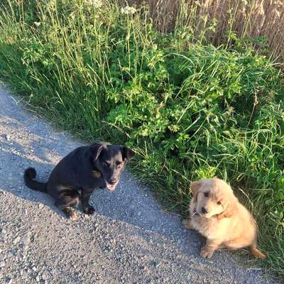 Hundetreffen-Welpen treffen,-Bild