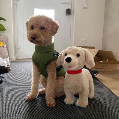 Hundetreffen-Gemeinsam spielen und trainieren-Bild