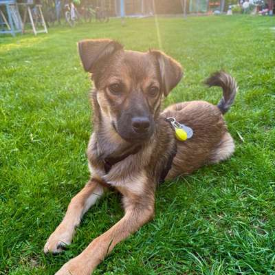 Hundetreffen-Spaziergang/ Spielen-Bild