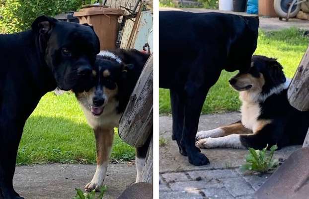 Dogorama Photo Challenge - Die besten Hundebuddys-Beitrag-Bild