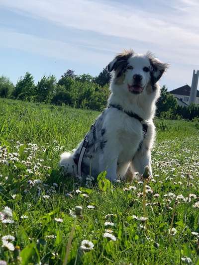 Hundetreffen-Spielkameraden Gassi Runde gesucht-Bild