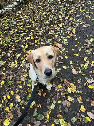 Hundetreffen-Hundeetreffen auf dem Heidstock-Bild