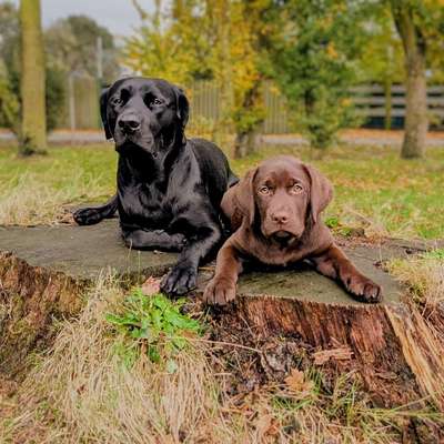 Hundetreffen-Fotoshooting-Bild
