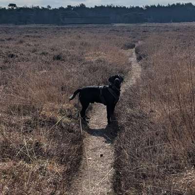 Hundetreffen-Playdate/ Gassirunde-Bild