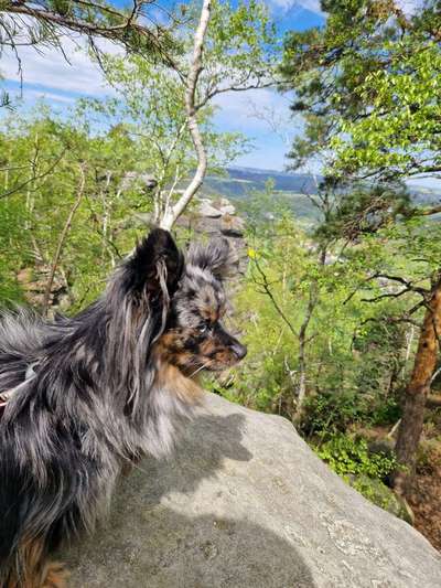 Hundetreffen-Größere Hunde kennenlernen-Bild