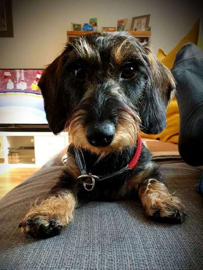 Dein Hund im Dogorama-Kalender 2021-Beitrag-Bild