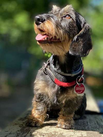 Dein Hund im Dogorama-Kalender 2021-Beitrag-Bild