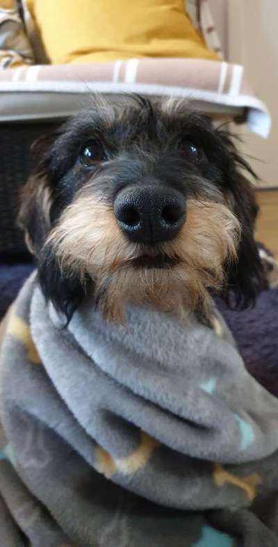 Dein Hund im Dogorama-Kalender 2021-Beitrag-Bild