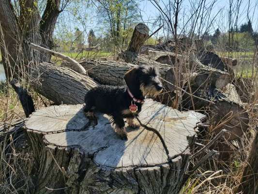 Dein Hund im Dogorama-Kalender 2021-Beitrag-Bild