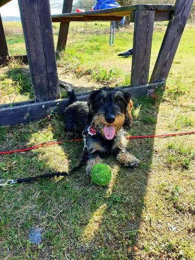 Dein Hund im Dogorama-Kalender 2021-Beitrag-Bild