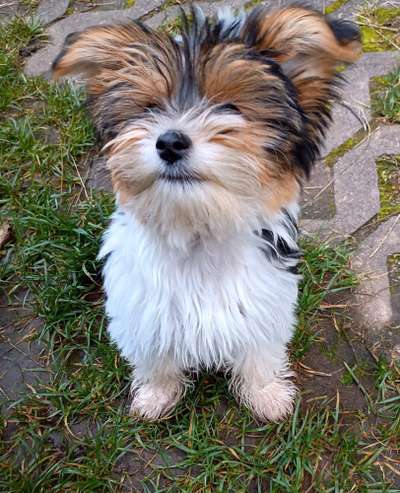 Hundetreffen-Junghunde treffen-Bild