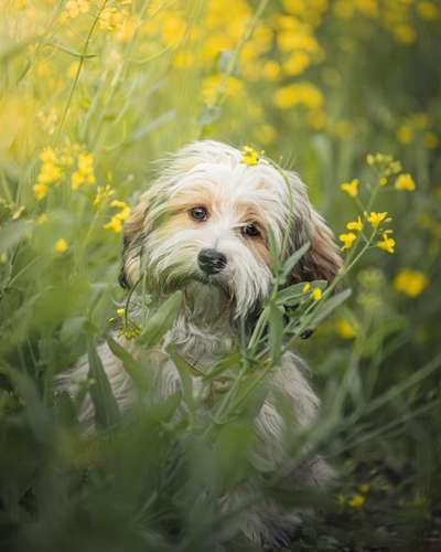 Hundetreffen-Hundeshooting kostenlos zur Übung-Bild