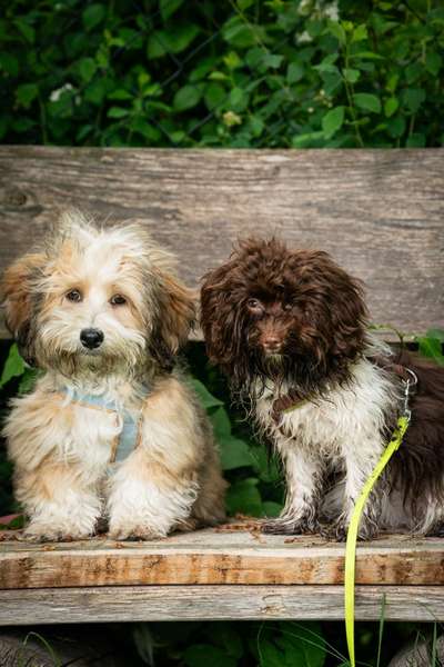 Hundetreffen-Welpen/ Junghunde Treffen/ Spielen/ kurzer Spaziergang-Bild