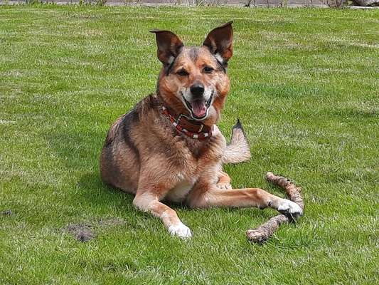 Zeigt mir eure Schäferhund Mischlinge :-)-Beitrag-Bild