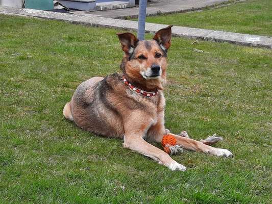 Seltene Rassen!-Beitrag-Bild