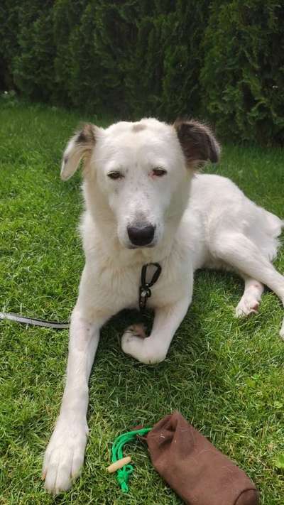 Hundetreffen-Gemeinsame Gassirunde-Bild