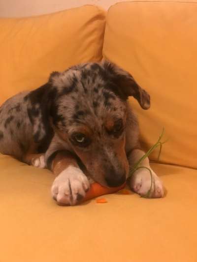 Wie kamst du zu deinem Hund?-Beitrag-Bild