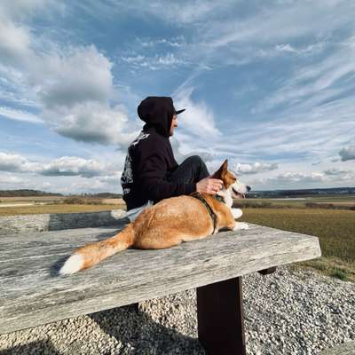 Hundetreffen-Gassi gehen-Bild