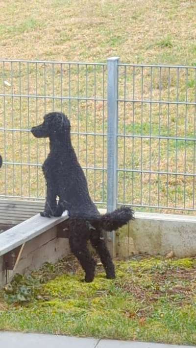 Alles rund um den Pudel-Beitrag-Bild