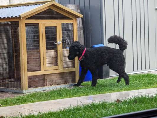 Alles rund um den Pudel-Beitrag-Bild