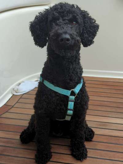 Alles rund um den Pudel-Beitrag-Bild