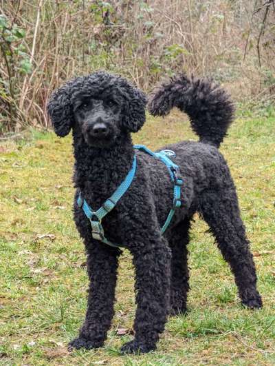 Alles rund um den Pudel-Beitrag-Bild