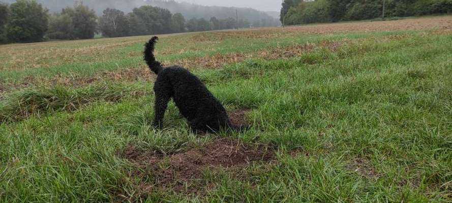 Alles rund um den Pudel-Beitrag-Bild