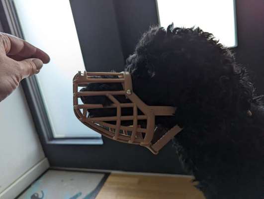 Alles rund um den Pudel-Beitrag-Bild