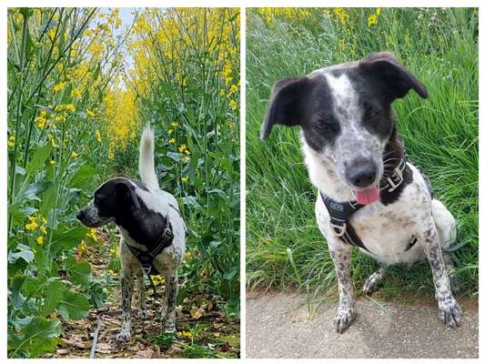 Unsere Fellnasen-Vielfalt im Überblick!-Beitrag-Bild