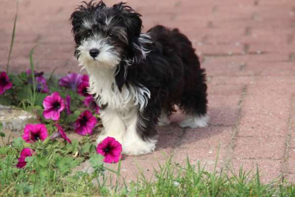 Welpen Bilder !-Beitrag-Bild