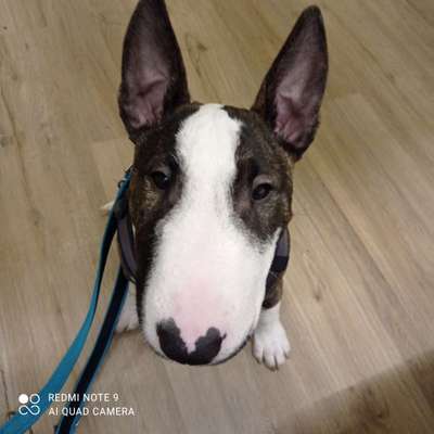 Miniatur Bull Terrier-Beitrag-Bild