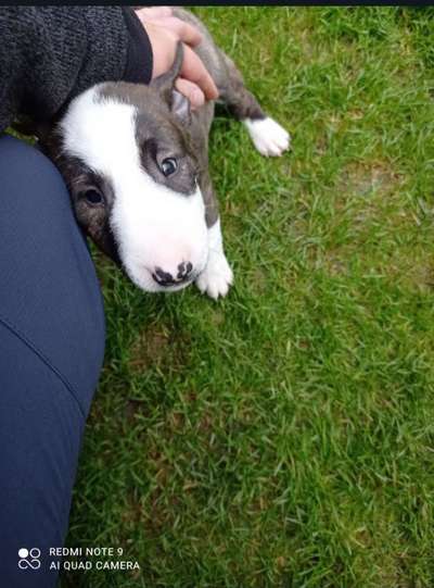 Dogorama Photo Challenge - Der Frühling kommt-Beitrag-Bild