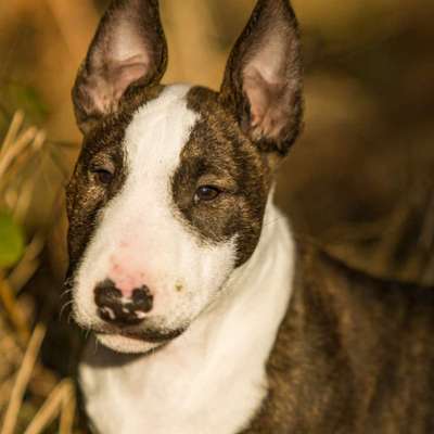 Community-Beitrag-Bild