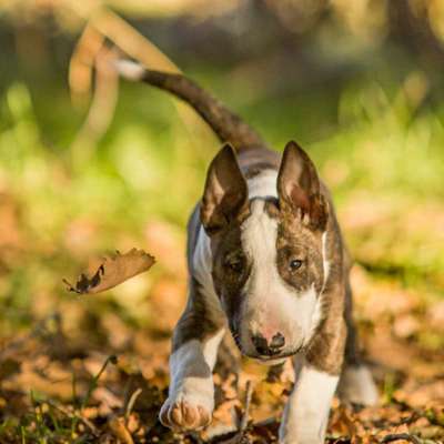 Dogorama Photo Challenge - Der Frühling kommt-Beitrag-Bild