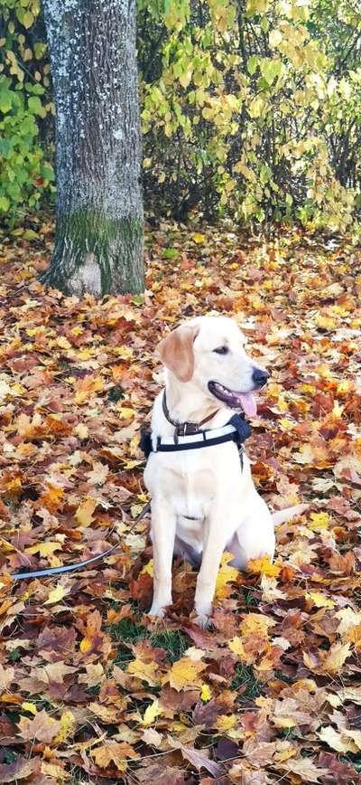 Hundetreffen-Spielfreunde-Bild