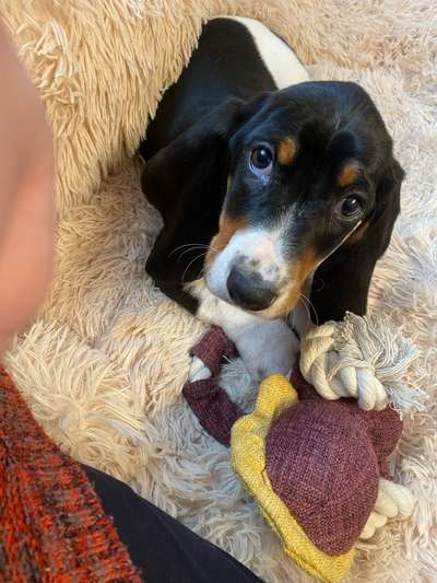 Basset Hound-Beitrag-Bild
