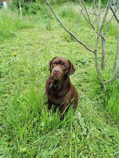 Hundetreffen-Spiel- & Gassirunde am Kaiserstuhl-Bild