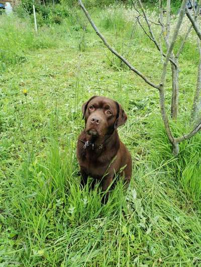 Hundetreffen-Spiel- & Gassirunde am Kaiserstuhl-Bild