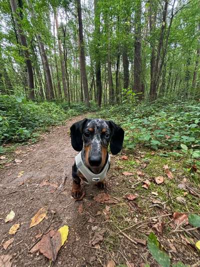 Hundetreffen-Hundefreunde für Lily-Bild