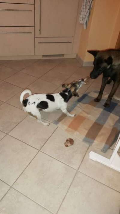 Dogorama Photo Challenge - Lieblingsspielzeug!-Beitrag-Bild