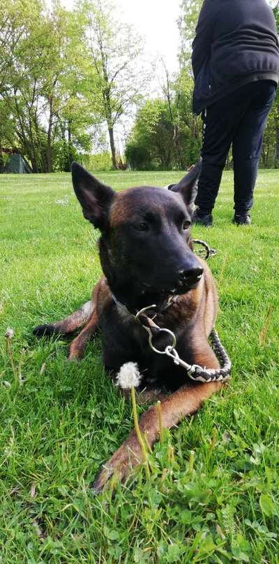 Die Dogorama Monats Challenge "Es grünt und blüht"-Beitrag-Bild