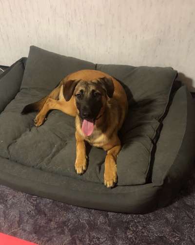 Auslandstierschutz-Beitrag-Bild