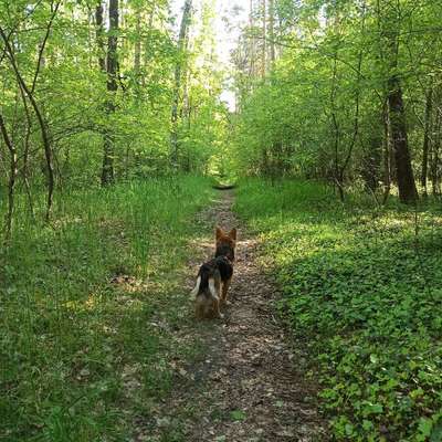 Hundetreffen-Zusammen spazieren gehen-Bild