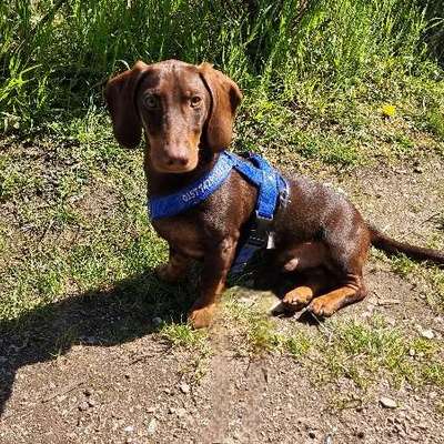 Hundetreffen-Spielerrunde mit kleineren Hunden-Bild
